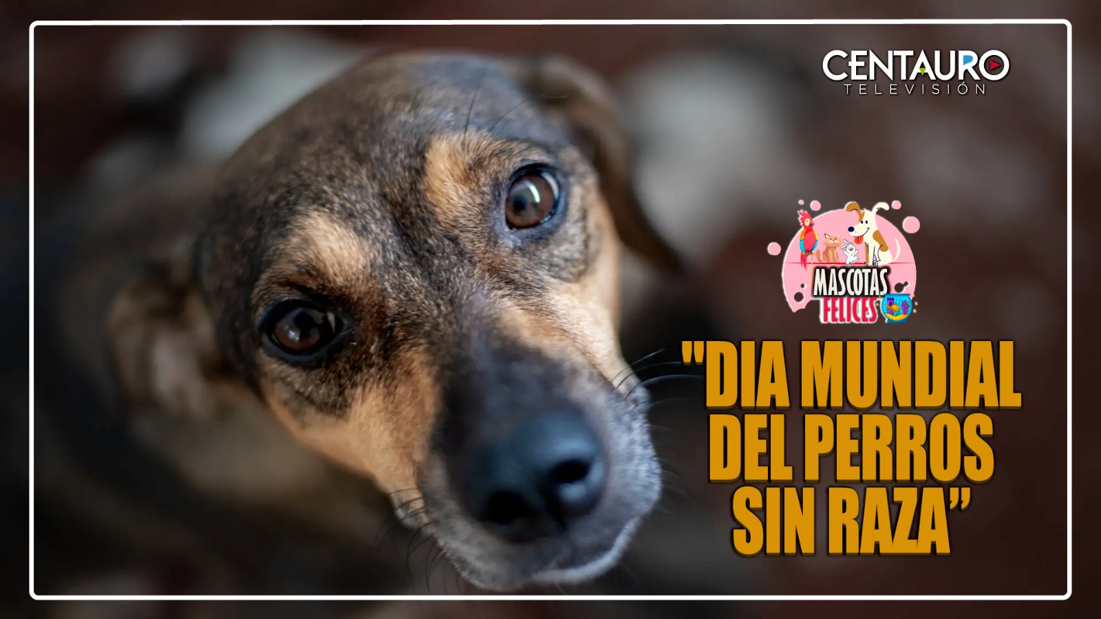 Día Mundial del perro sin raza