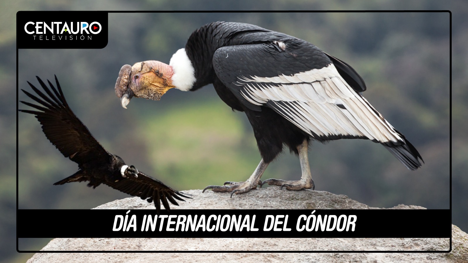 Día Internacional del Cóndor