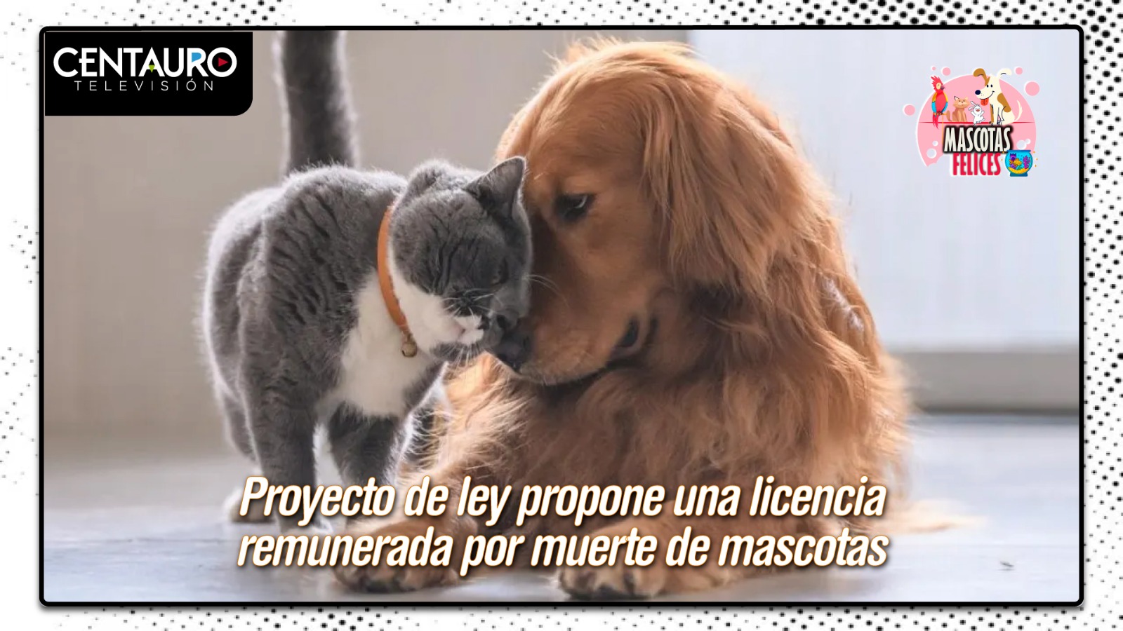 Proyecto de ley propone una licencia remunerada por muerte de mascotas