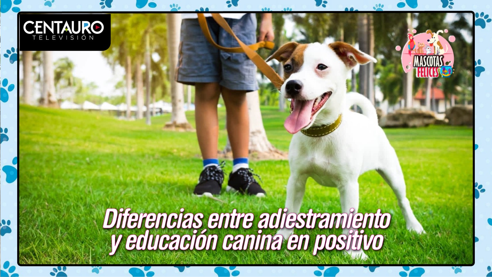 Diferencias entre adiestramiento y educación canina en positivo