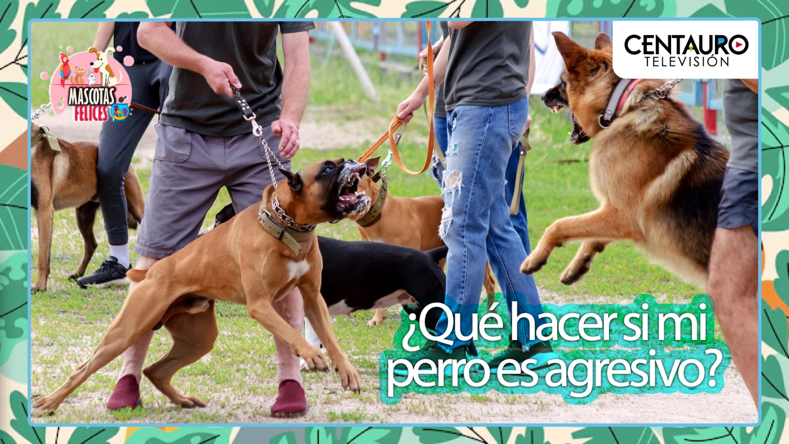 ¿Qué hacer si mi perro es agresivo?